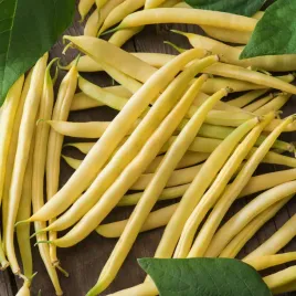 fasola-szparagowa-zolta-karlowa-maxela-zoltostrakowa-nasiona-fasoli-warzyw