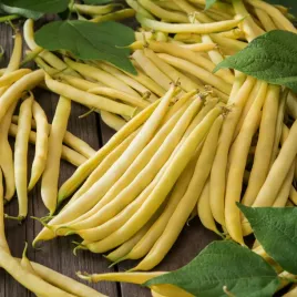 fasola-szparagowa-zolta-karlowa-galopka-sr-wczesna-zoltostrakowa-nasiona