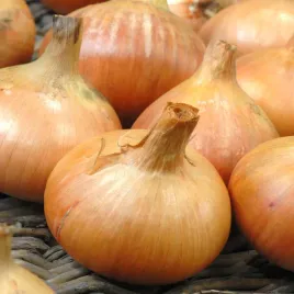 cebula-alice-nasiona-warzyw-biale-wyrownane-cebule