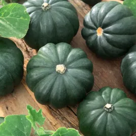 dynia-patison-gagat-zielony-nasiona-dyni-warzyw-dynie-dynii