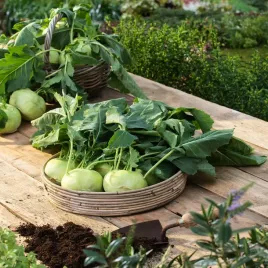 kalarepa-wener-witte-wczesna-do-dlugiego-przechowywania-nasiona-kalarepy