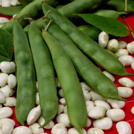 fasola-na-suche-nasiona-eureka-karlowa-bogata-bialko-nasiona-fasoli-warzyw