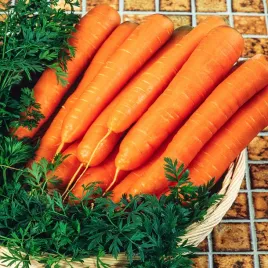 marchew-jadalna-galaxy-plenna-sr-wczesna-nasiona-marchwi-warzyw