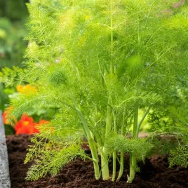 fenkul-koper-wloski-romanesco-pozna-nasiona-warzyw-kopru