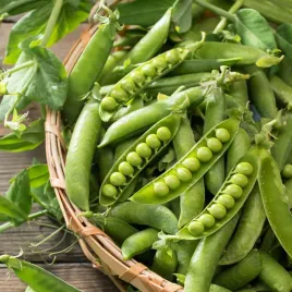 groch-luskowy-meteor-dziekanowski-bogaty-w-bialko-nasiona-warzyw-grochu