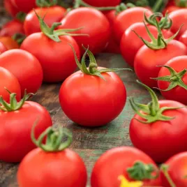 pomidor-gruntowy-hubal-sr-wczesny-duze-owoce-pomidory-nasiona-pomidorow
