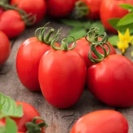 pomidor-gruntowy-pikador-sr-wczesny-nasiona-pomidorow-pomidory