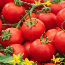 pomidor-ondraszek-gruntowy-na-przetwory-i-do-bezposredniego-spozycia