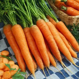 marchew-jadalna-arvena-sr-wczesna-soczysta-slodka-krucha-nasiona-marchwi