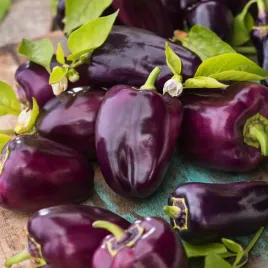 papryka-nokturn-sr-wczesna-ciemnofioletowa-pod-oslony-i-do-gruntu