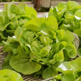 salata-glowiasta-maslowa-adinal-sr-wczesna-delikatna-maslowa-sr-wielkosci