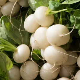 rzodkiewka-sniezka-wczesna-lagodna-w-smaku-biala-nasiona-warzyw-rzodkiewka
