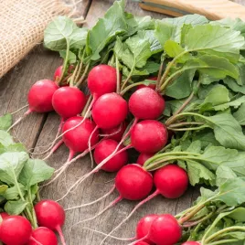 rzodkiewka-krasa-sr-wczesna-okragla-b-dekoracyjna-nasiona-warzyw-rzodkiew