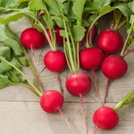 rzodkiewka-lidka-nie-parcieje-smaczna-i-delikatna-nasiona-warzyw-rzodkiewka