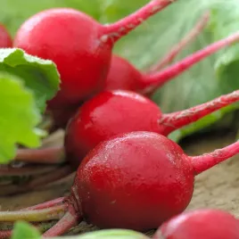 rzodkiewka-saxa-polana-wczesna-plenna-nasiona-warzyw-rzodkiewka