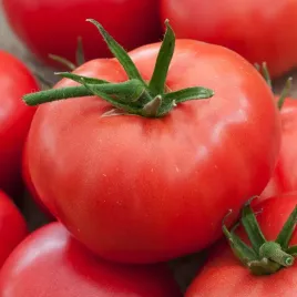 pomidor-gruntowy-ulan-sr-wczesny-pomidory-nasiona-pomidorow-pomidorow