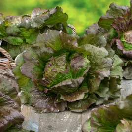 salata-glowiasta-maslowa-jubilatka-maslowa-dekoracyjna-dwukolorowa-smaczna