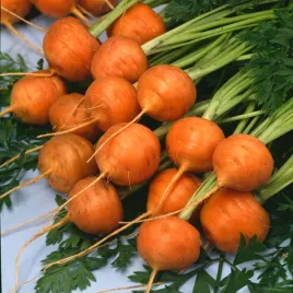 marchew-jadalna-mercado-de-paris-3-kulisty-ksztalt-nasiona-marchwi-warzyw