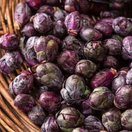 kapusta-brukselska-red-sr-wczesna-purpurowa-nasiona-warzyw-kapusta