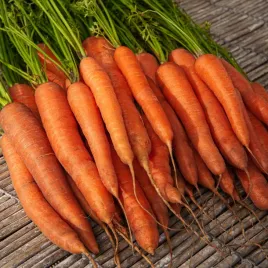 marchew-jadalna-karlena-pozna-idealna-na-przetwory-nasiona-warzyw