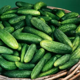 ogorek-gruntowy-zefir-f1-6m-na-tasmie-wczesny-na-swiezo-i-na-przetwory