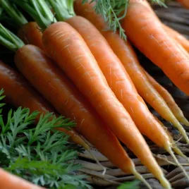 marchew-jadalna-pierwszy-zbior-6m-na-tasmie-krucha-delikatna-nasiona-warzyw