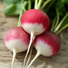 rzodkiewka-poloneza-odporna-na-parcenie-nasiona-warzyw-rzodkiewka