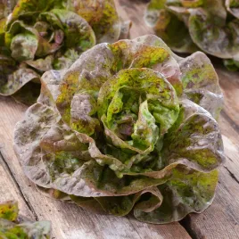 salata-glowiasta-maslowa-sanguine-amelioree-wczesna-nasiona-warzyw-salata