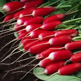 rzodkiewka-silesia-czerwona-nasiona-warzyw-rzodkiewka