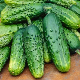 ogorek-gruntowy-szeryf-f1-6m-na-tasmie-do-kiszenia-wyjatkowo-plenny-nasiona