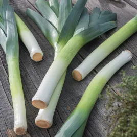 por-herbstriesen-2-sr-wczesna-nasiona-warzyw-nasiona-pora