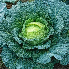 kapusta-wloska-aubervilliers-sr-wczesna-polecana-do-surowek-i-zup-nasiona