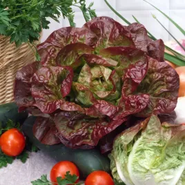 salata-glowiasta-maslowa-quattro-stagioni-wczesna-nasiona-warzyw-salata