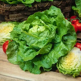 salata-glowiasta-maslowa-cud-voorburgu-sr-pozna-nasiona-warzyw-salata