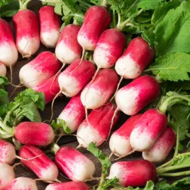 rzodkiewka-ewka-poldluga-czerwona-z-bialym-koncem-nasiona-warzyw