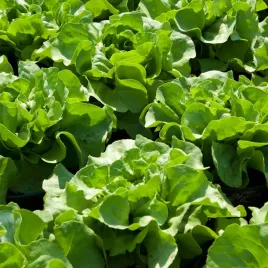 salata-glowiasta-maslowa-dumka-sr-pozna-b-plenna-nasiona-warzyw