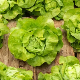 salata-glowiasta-maslowa-ewelina-b-duze-glowki-nasiona-warzyw