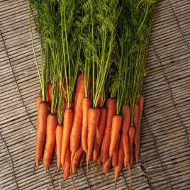 marchew-jadalna-parijser-markt-4-zgrubienia-okragle-wczesna-nasiona-warzyw