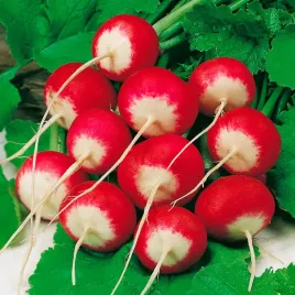 rzodkiewka-tetra-ilowiecka-sr-wczesna-odporna-na-parcenie-nasiona-warzyw