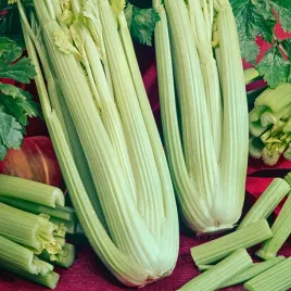 seler-naciowy-plein-blanc-pascal-bardzo-aromatyczny-nasiona-warzyw-seler