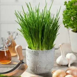 szczypiorek-medium-leaf-aromatyczne-liscie-nasiona-warzyw-szczypiorek