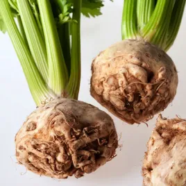 seler-korzeniowy-prager-riesen-nasiona-warzyw-seler