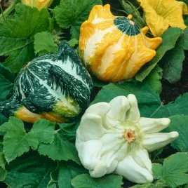 dynia-ozdobna-korona-cierniowa-mieszana-jednoroczna-nasiona-kwiatow