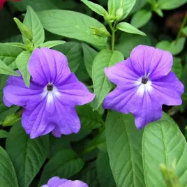 browalia-amerykanska-jednoroczna-na-rabaty-i-do-pojemnikow-nasiona-kwiatow