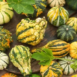 dynia-ozdobna-autumn-wings-mieszana-jednoroczna-ksztalt-maczugi-nasiona