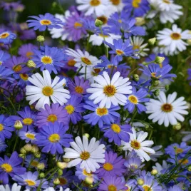 brachykoma-mieszana-jednoroczna-na-rabaty-i-balkony-nasiona-kwiatow