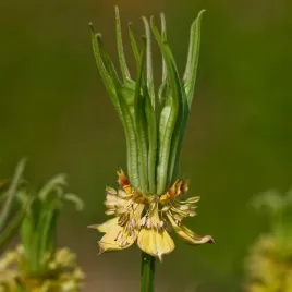 czarnuszka-wschodnia-jednoroczna-do-suchych-kompozycji-nasiona-kwiatow