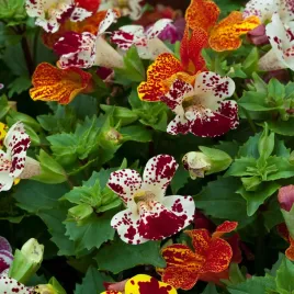 kroplik-mieszany-jednoroczny-idealny-na-rabaty-i-obwodki-nasiona-kwiatow