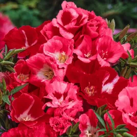 godecja-wielkokwiatowa-czerwona-jednoroczna-karminowe-kwiaty-nasiona