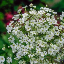 gipsowka-letnia-covent-garden-biala-jednoroczna-biale-kwiaty-nasiona